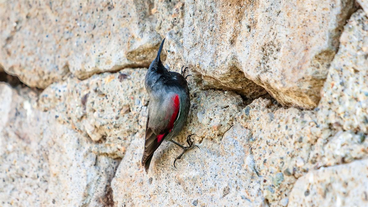 Wallcreeper