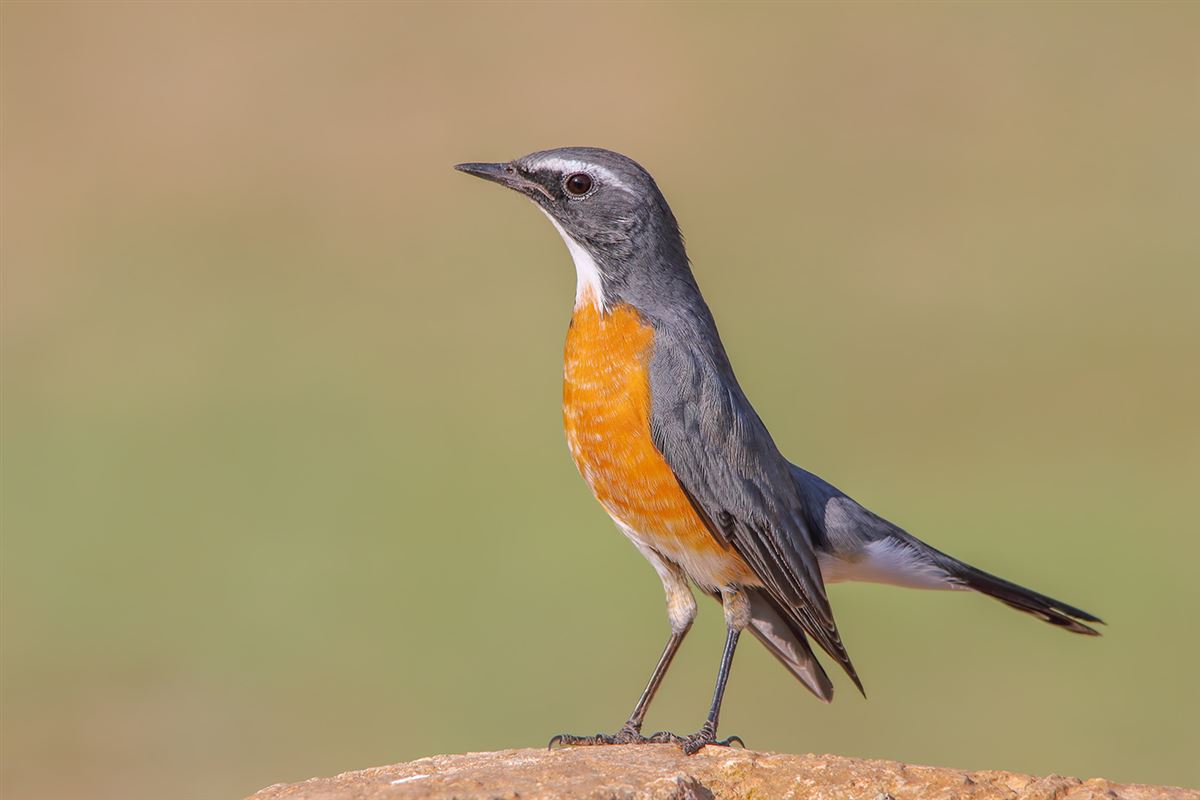 White-throated Robin