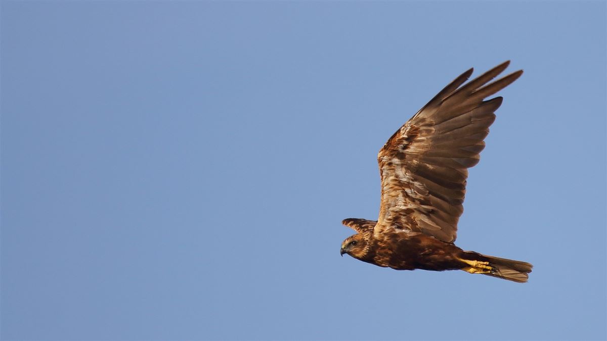Western Marsh Harrier