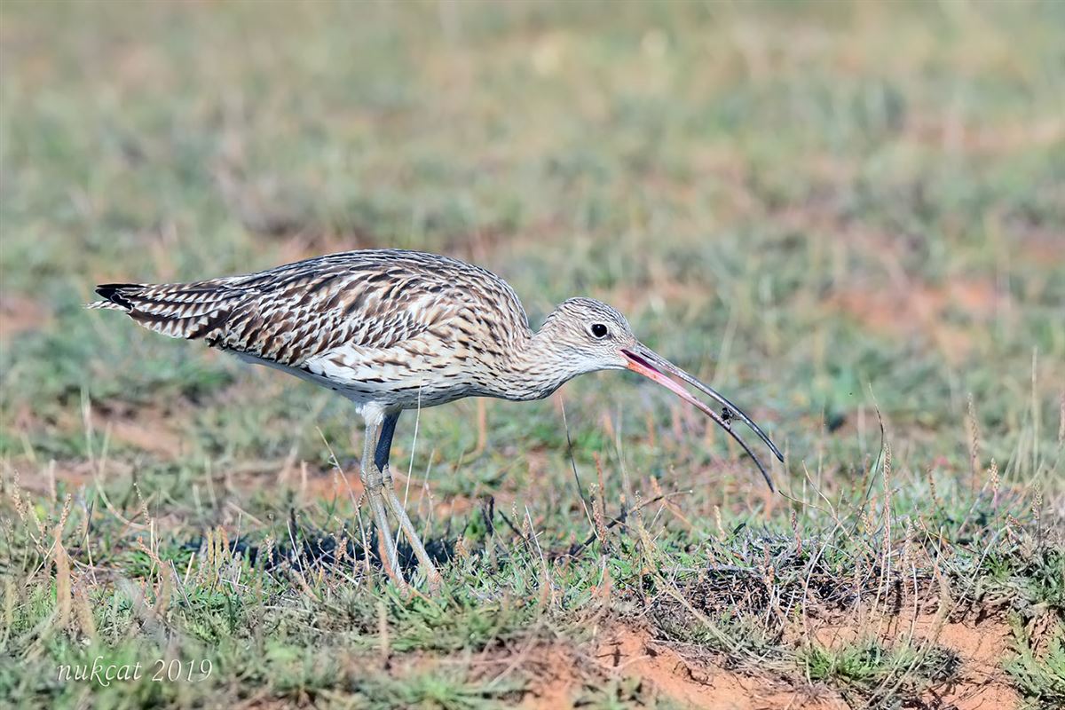 Eurasian Curlew