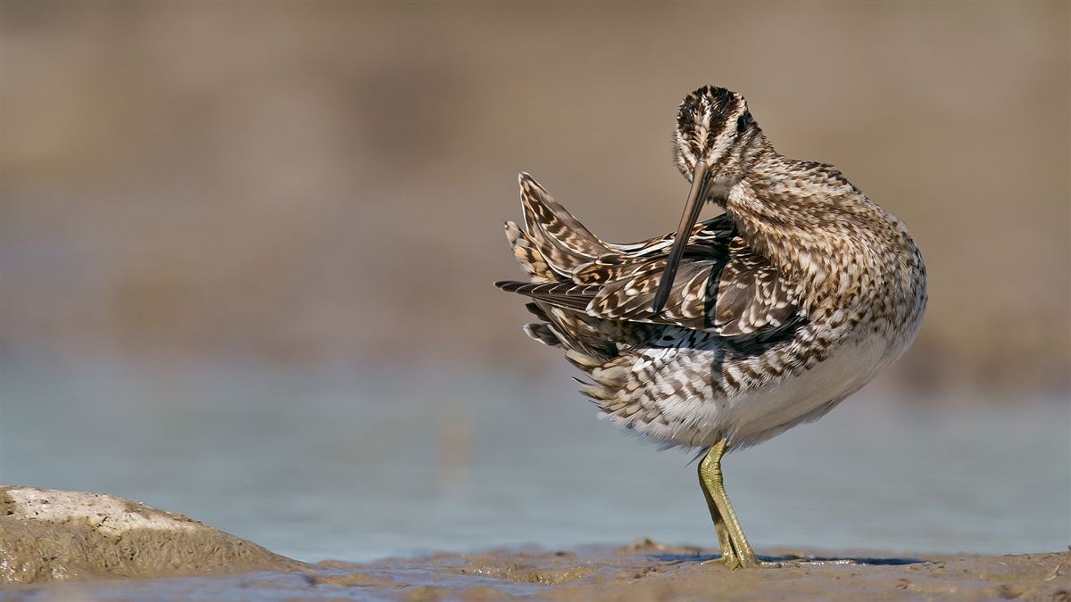 Common Snipe