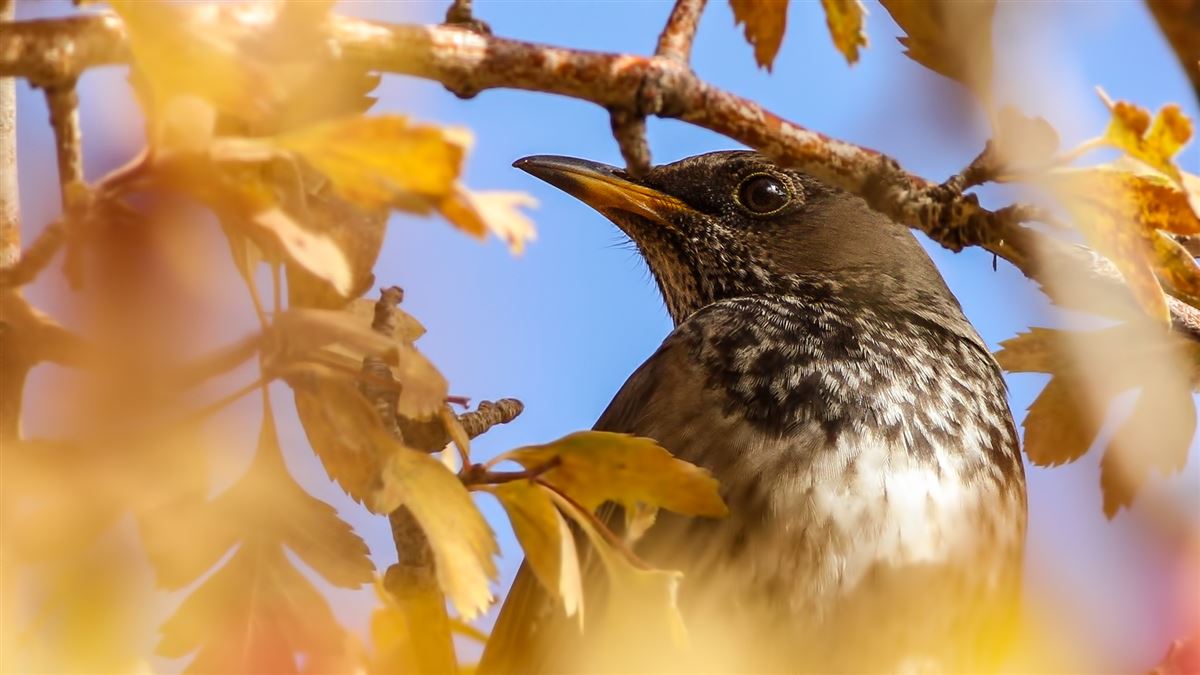 Black-throated Thrush
