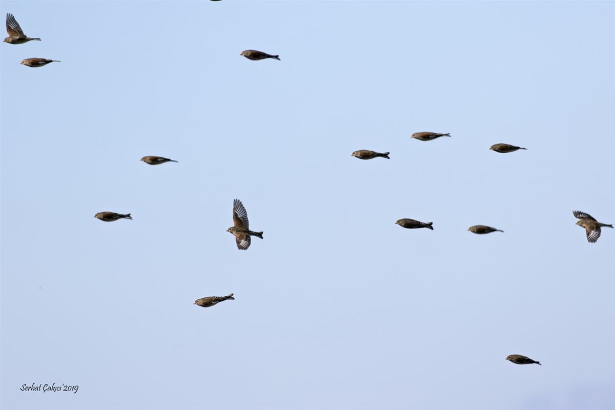 Common Linnet