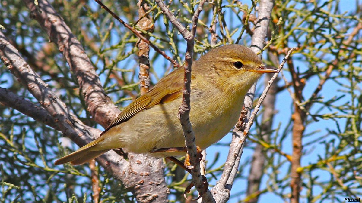 Common Chiffchaff