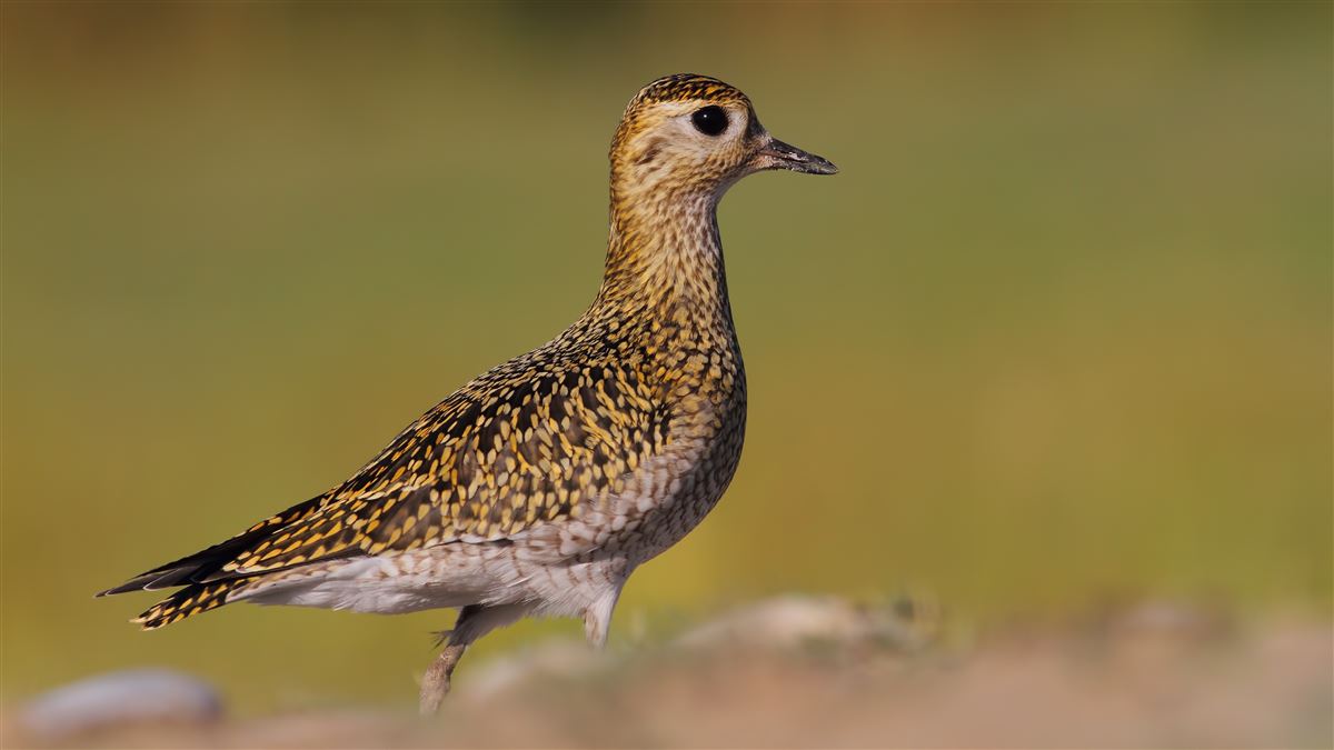 European Golden Plover