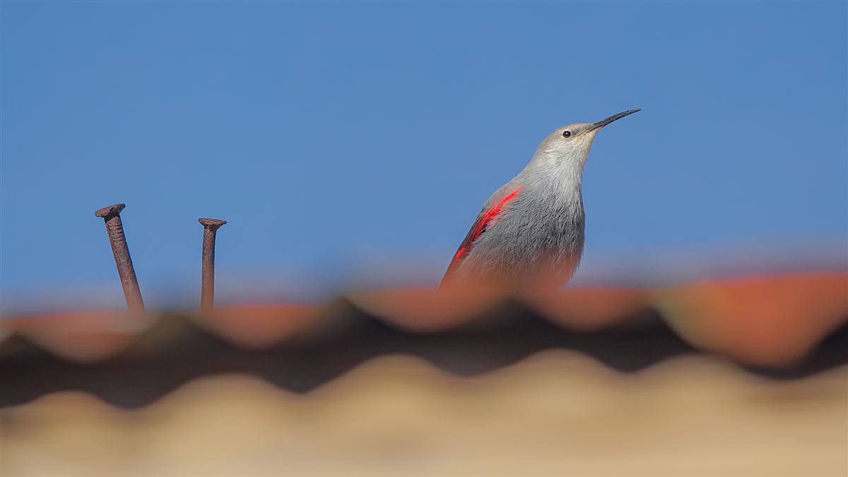 Wallcreeper