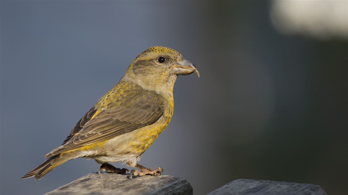 Red Crossbill