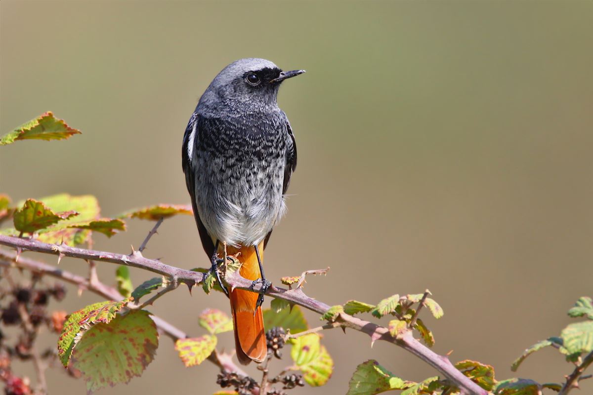 Black Redstart