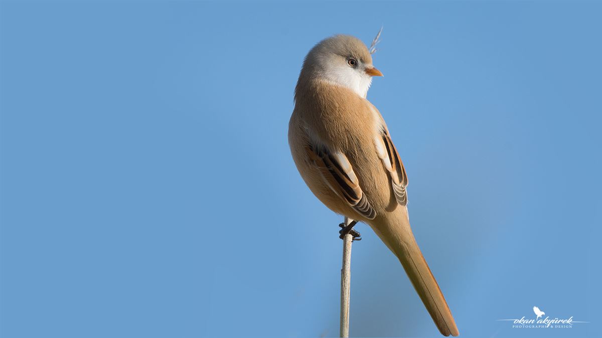 Bearded Reedling