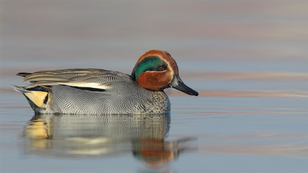 Eurasian Teal