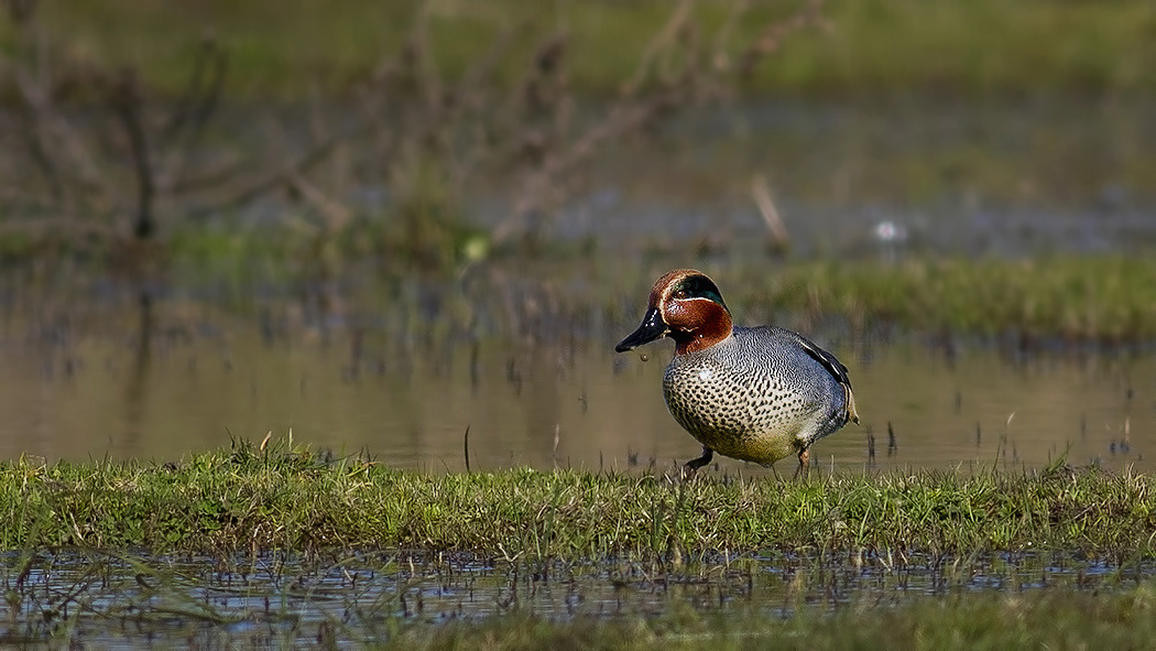 Eurasian Teal