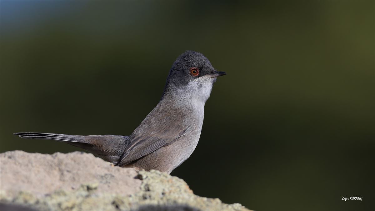 Sardinian Warbler