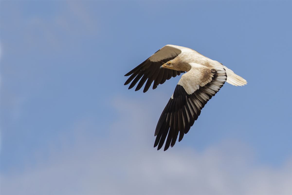 Egyptian Vulture