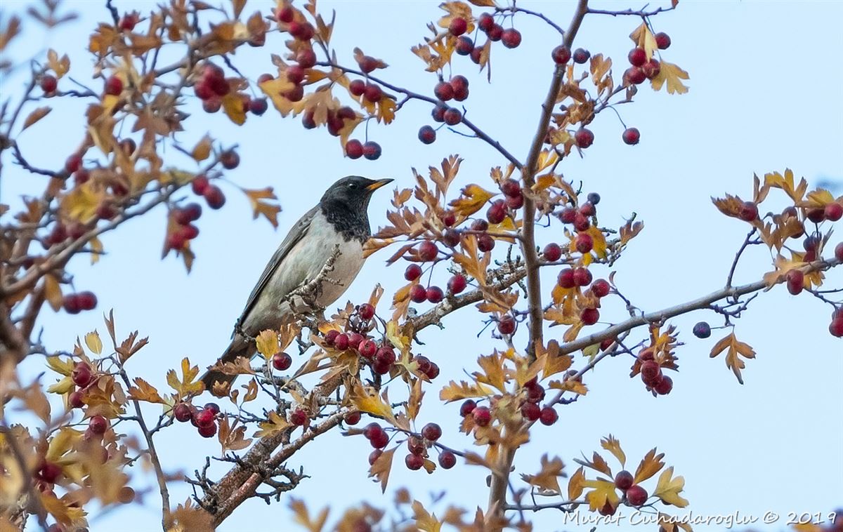 Black-throated Thrush