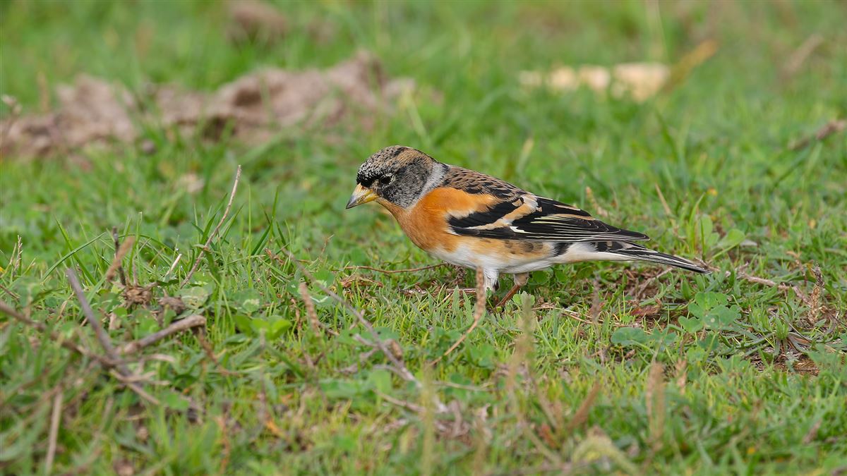 Brambling
