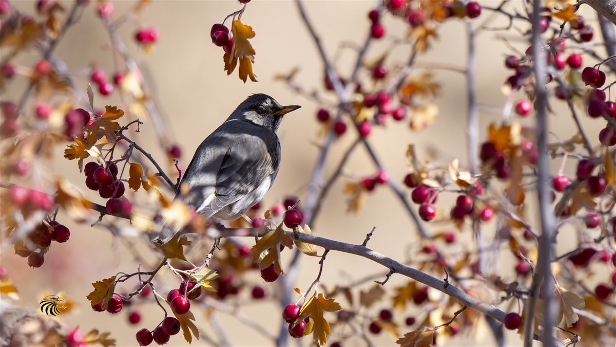 Black-throated Thrush
