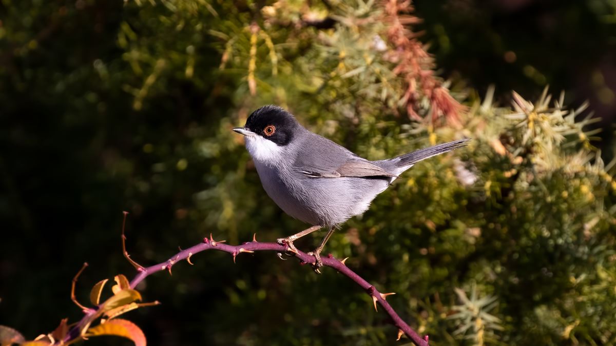 Sardinian Warbler