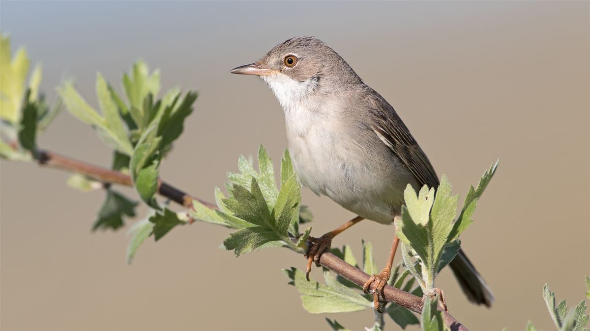 Common Whitethroat