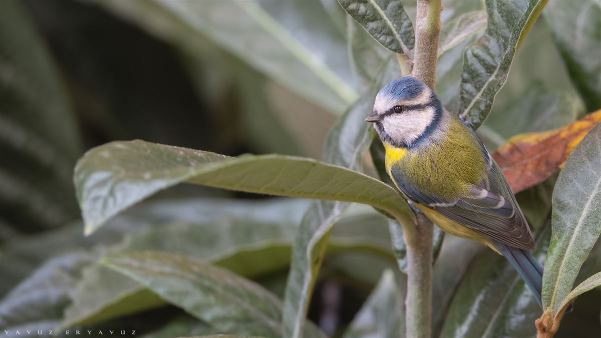 Eurasian Blue Tit