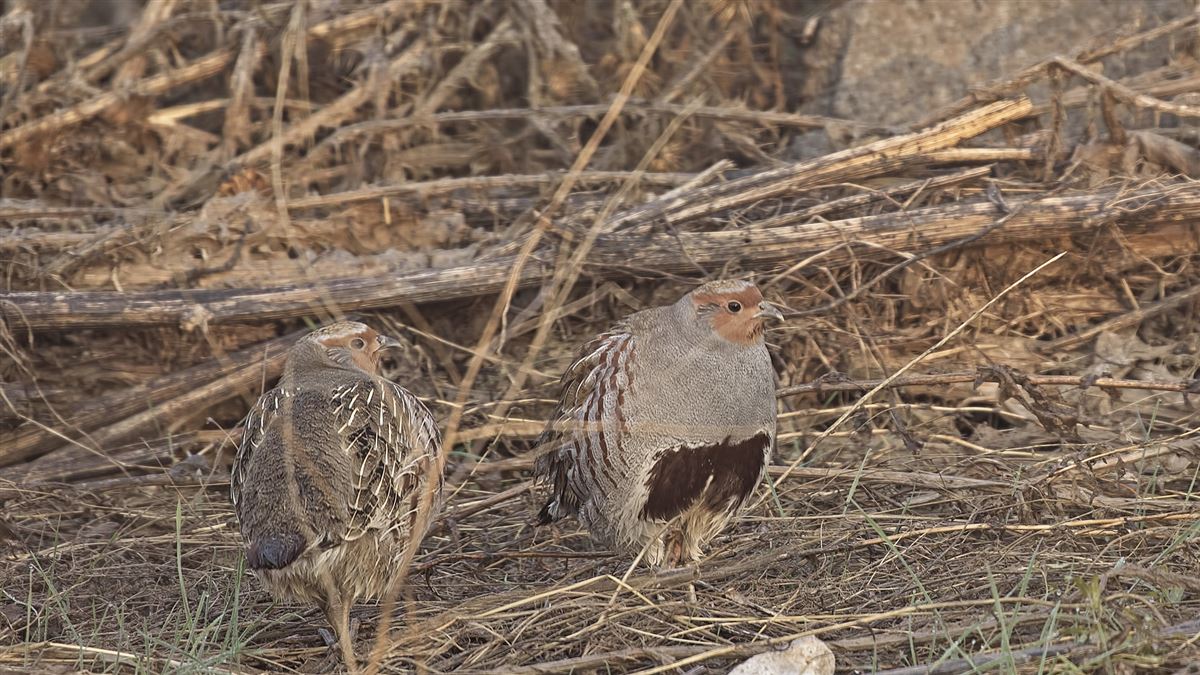 Grey Partridge