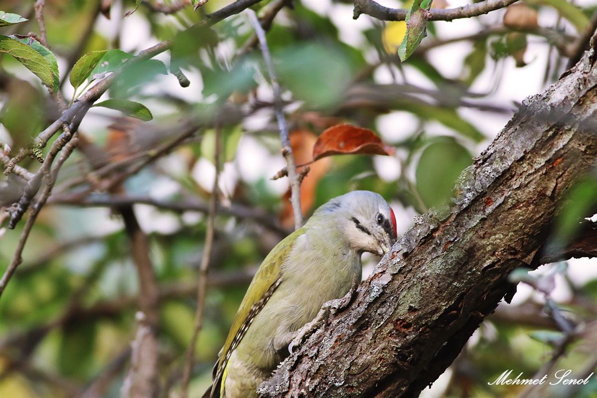 Grey-headed Woodpecker