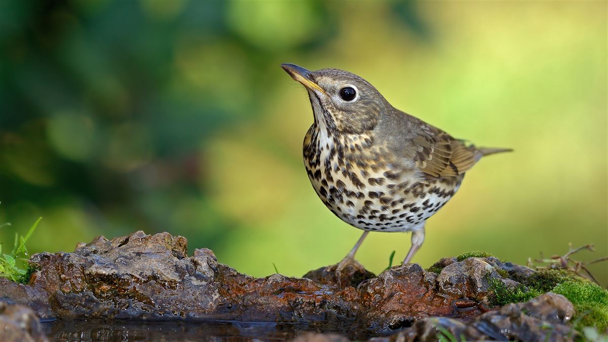 Song Thrush