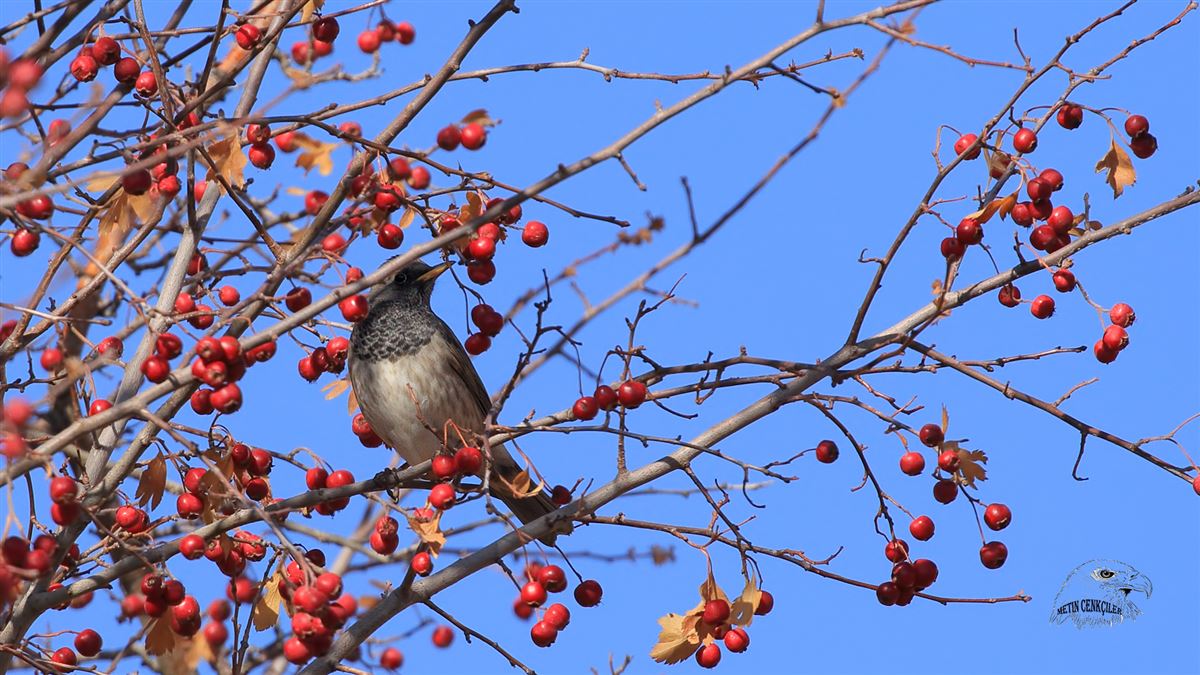 Black-throated Thrush