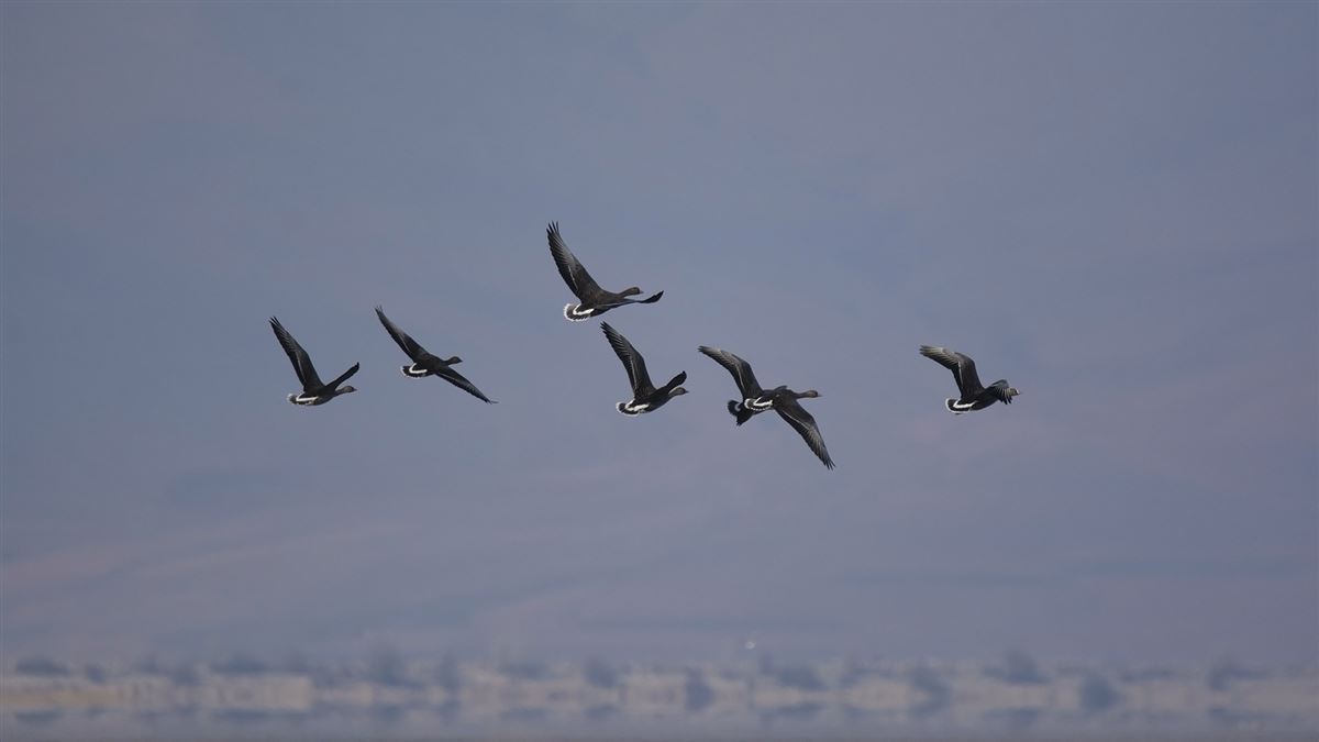 Lesser White-fronted Goose