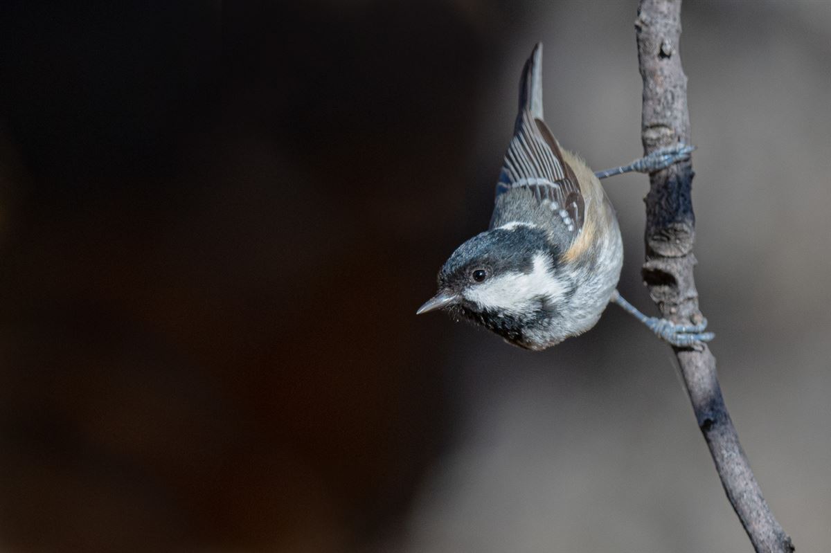 Coal Tit