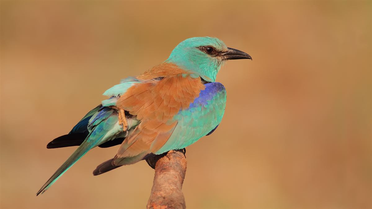European Roller