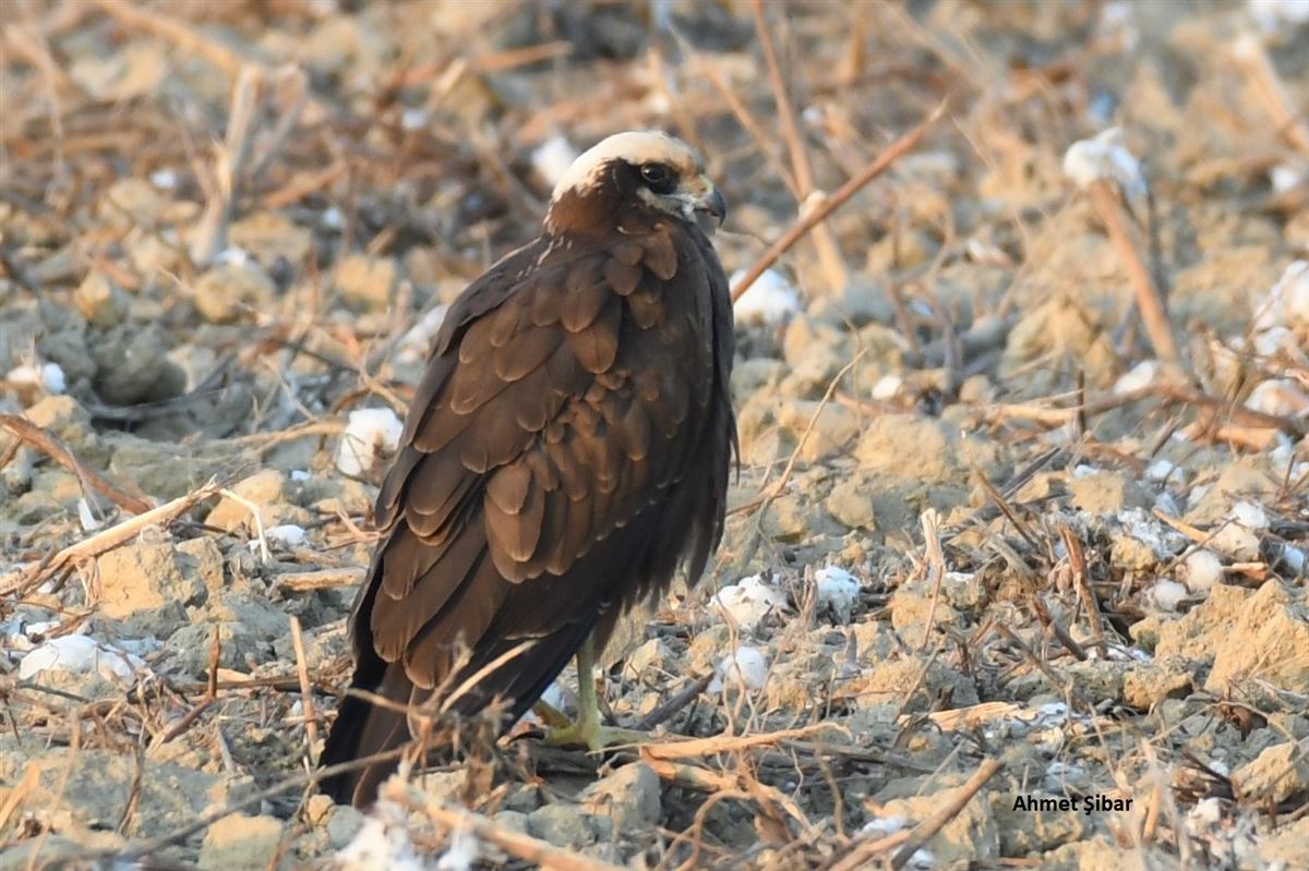Western Marsh Harrier