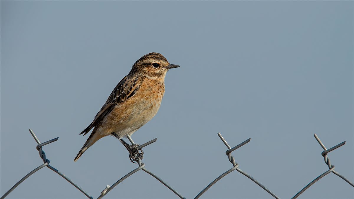 Whinchat