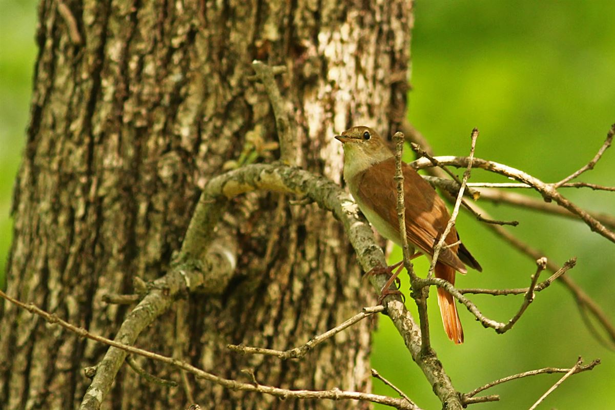 Common Nightingale