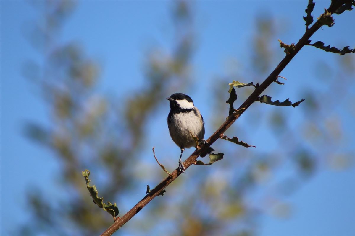 Coal Tit