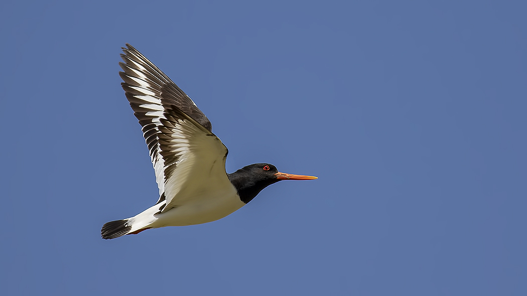 Eurasian Oystercatcher