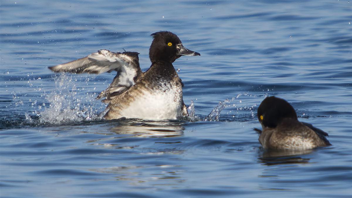 Tufted Duck