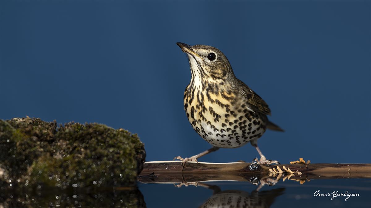 Song Thrush