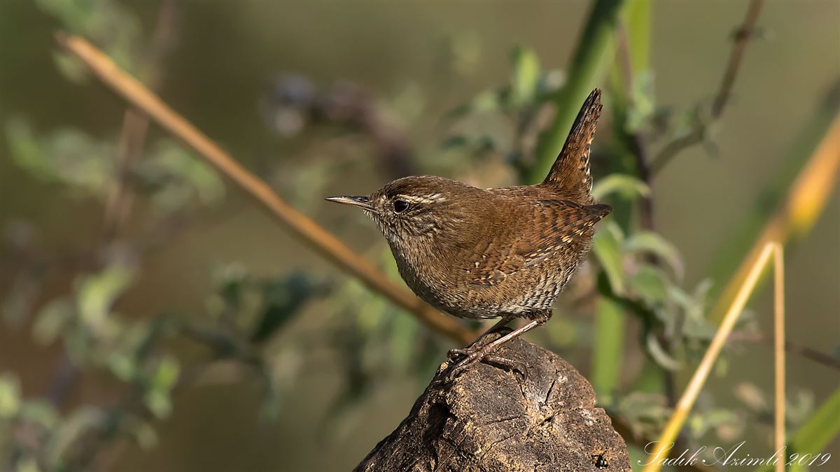 Eurasian Wren