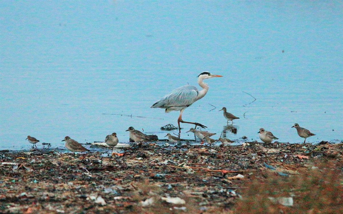Grey Heron