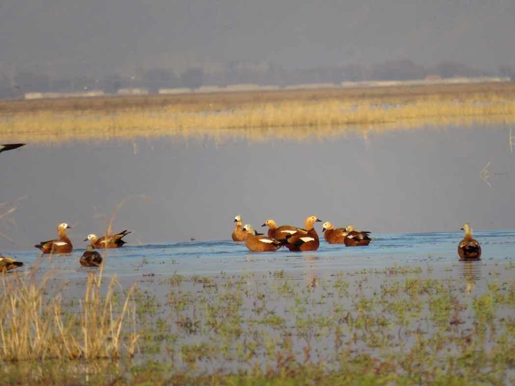 Ruddy Shelduck