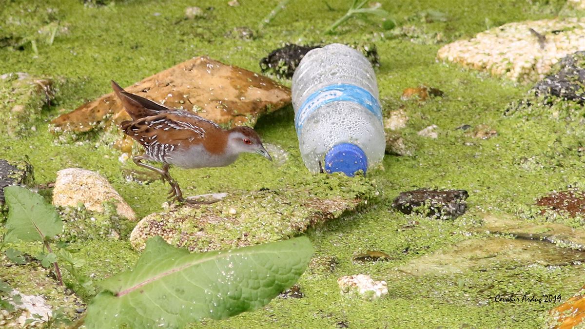 Baillon`s Crake