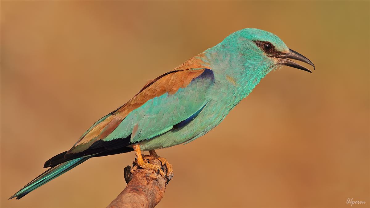 European Roller