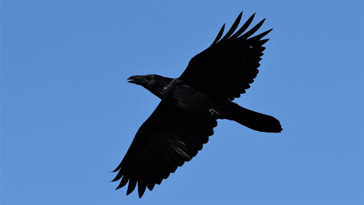Northern Raven