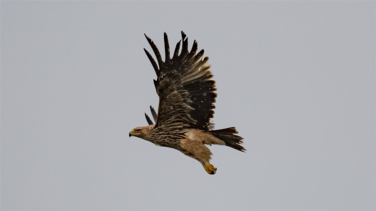 Şah kartal