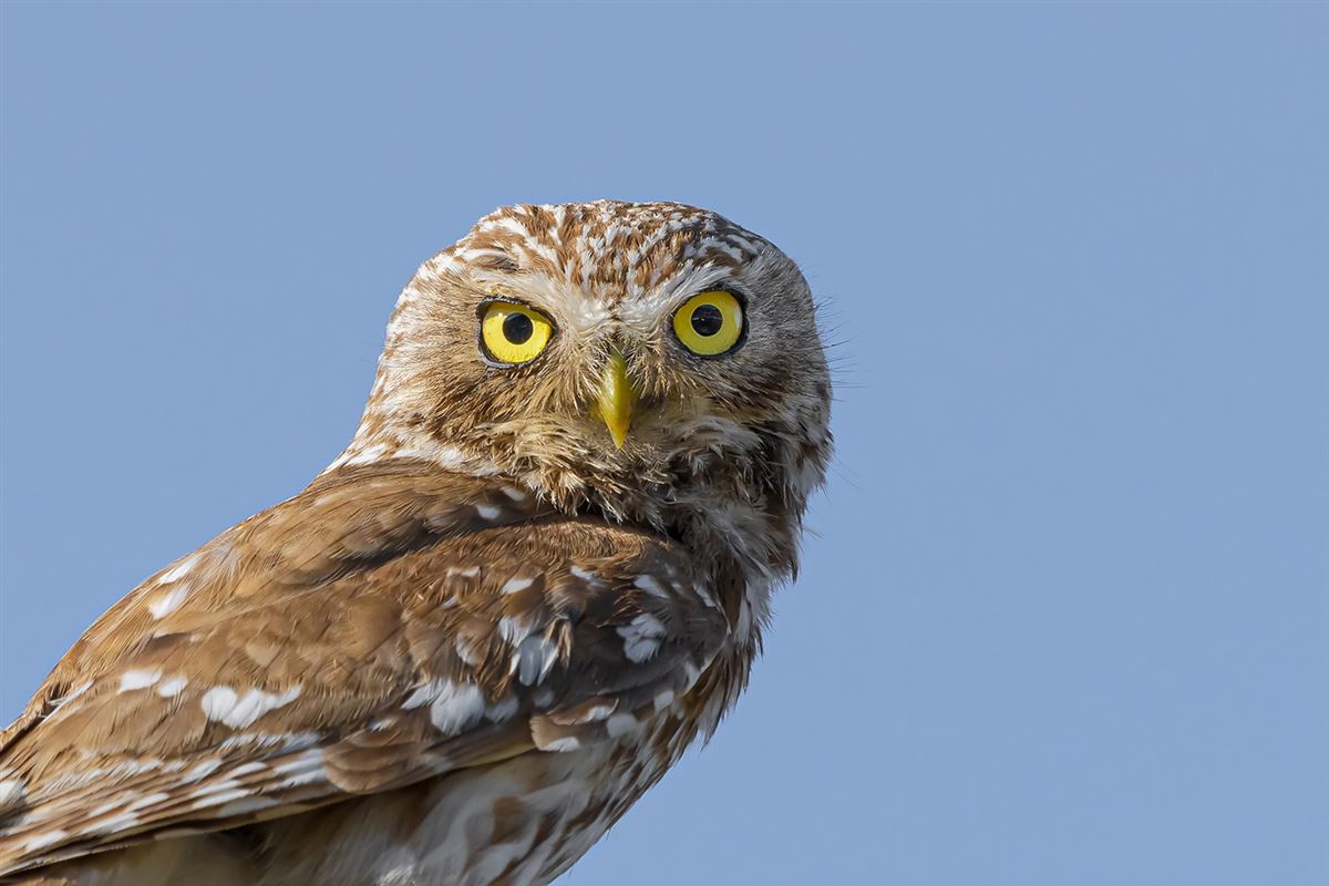 Little Owl