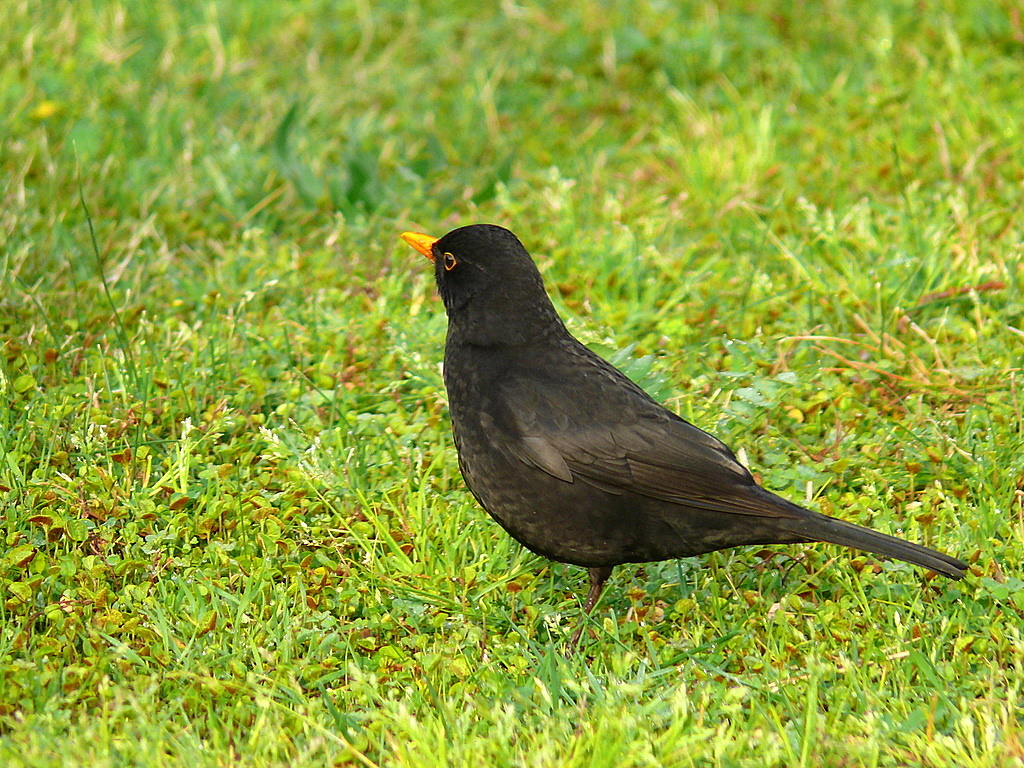 Common Blackbird