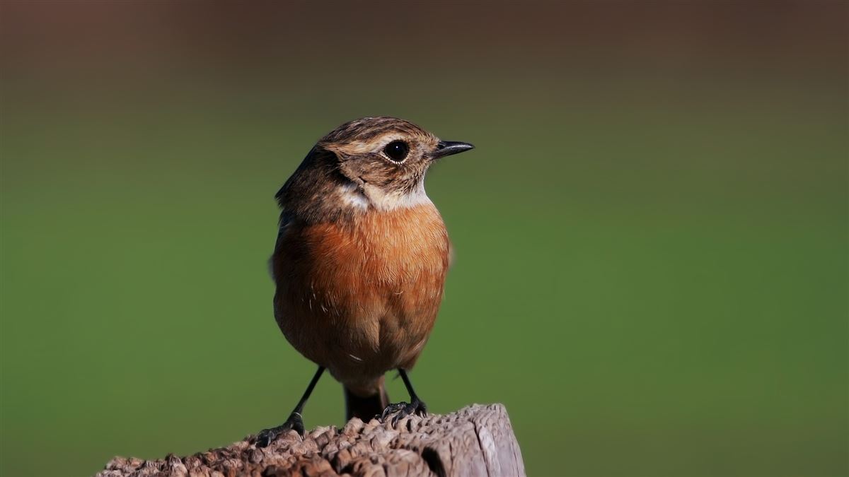 European Stonechat