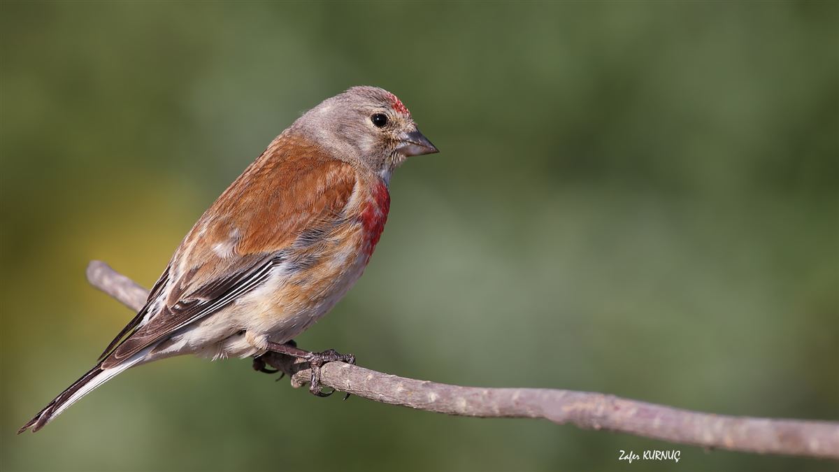 Common Linnet