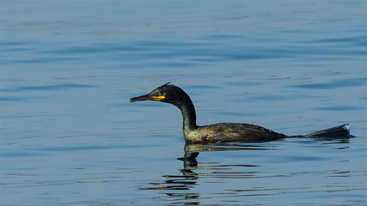 European Shag