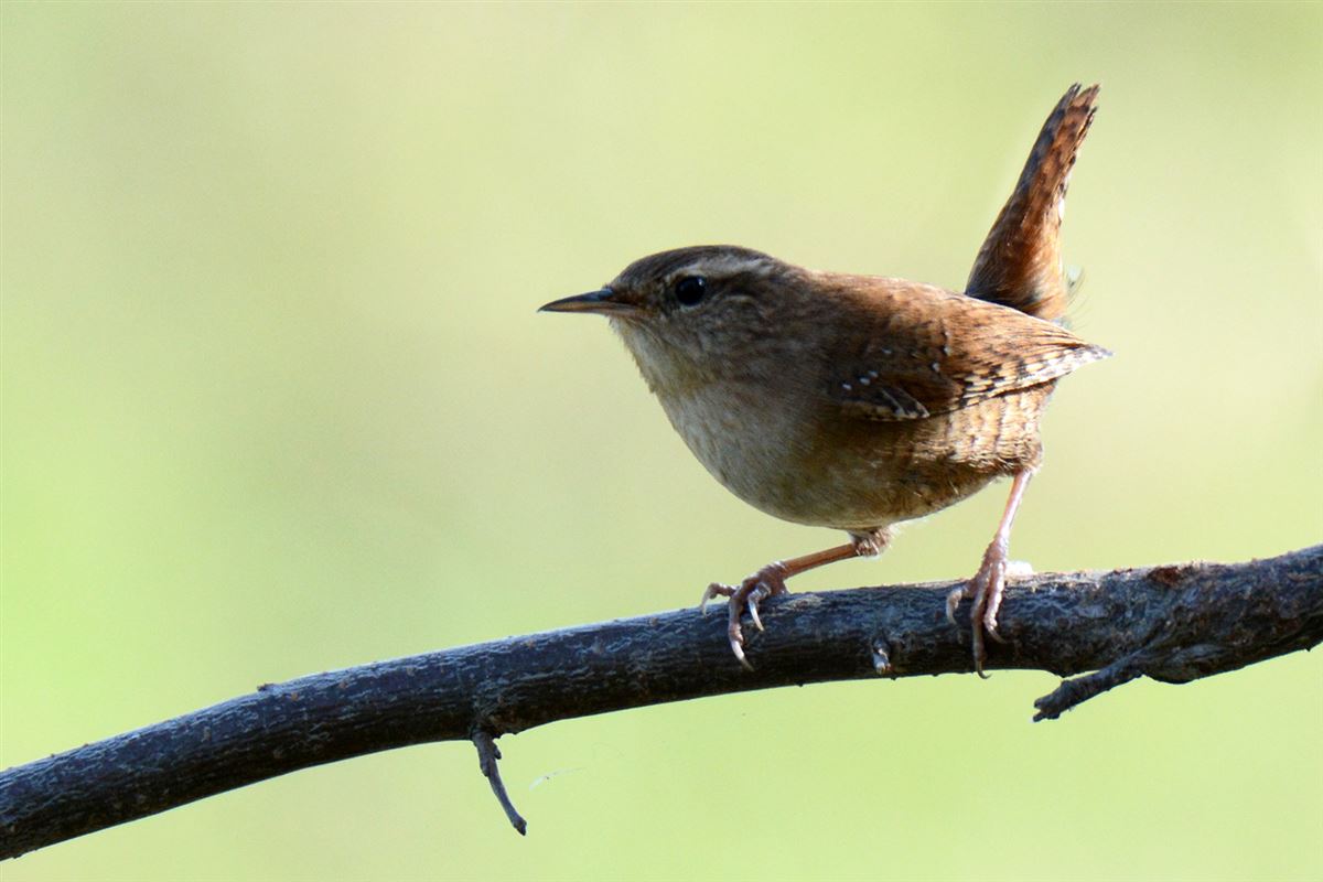 Eurasian Wren